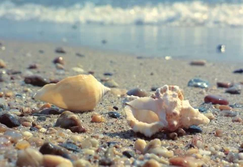 Seashell on the beach Stockfoto's