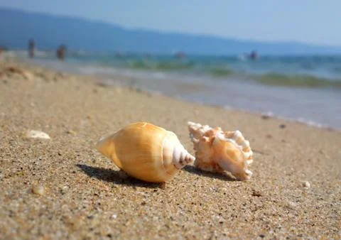 Seashell on the beach Stockfoto's