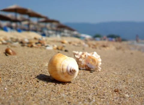 Seashell on the beach Stock Photos