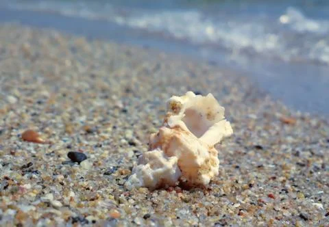 Seashell on the beach Stockfoto's