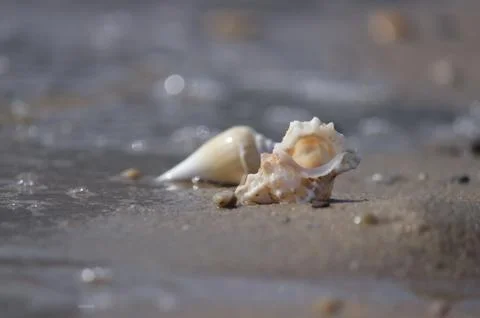Seashell on the beach 写真素材