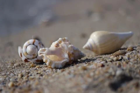 Seashell on the beach Stock Photos