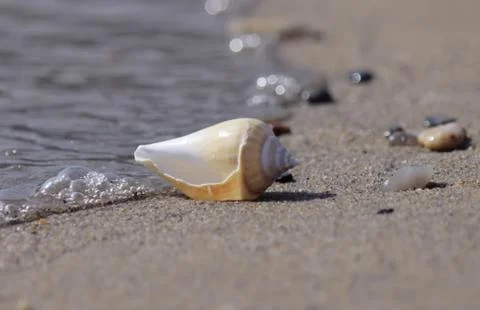 Seashell on the beach Foto stock