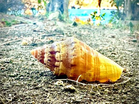 A seashell by the beach Stockfoto's