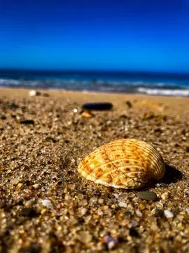 The seashell on the beach Stock Photos