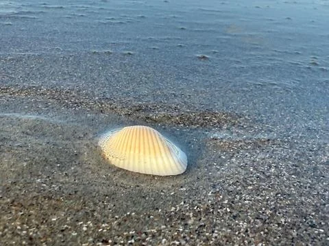 Seashell on the beach Stock Photos
