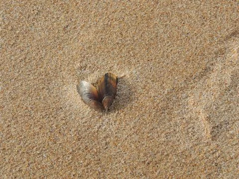 Seashell on the beach Foto stock