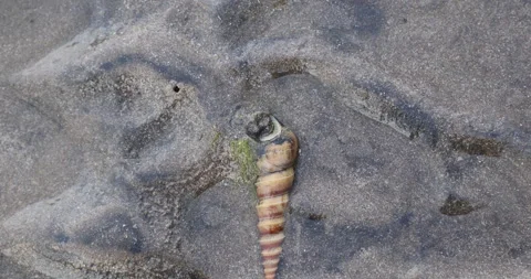 Seashell on a beach sand Stock Footage 320356160