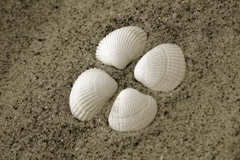 Seashell beach sand Stock Photos