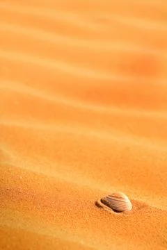 Seashell on beach sand Stock Photos