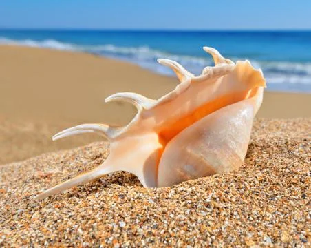 Seashell on a beach sand Stock Photos
