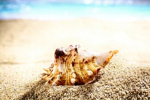 Seashell on beach sand Stock Photos
