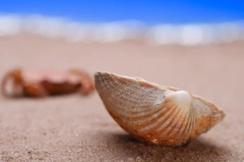Seashell on beach sand Stock Photos