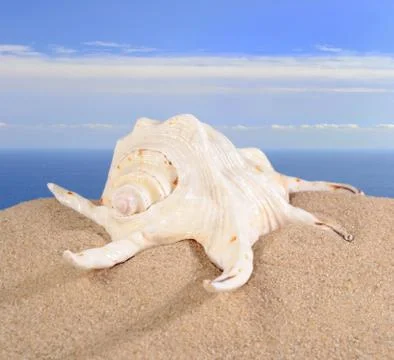 Seashell in beach sand Stock Photos