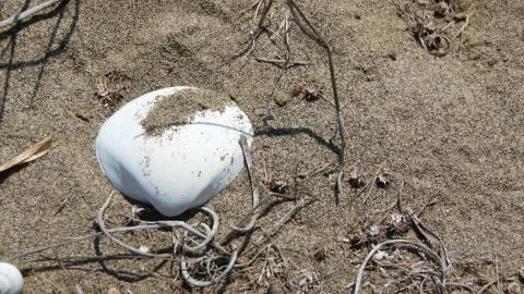 Seashell on the beach sand Stock Photos