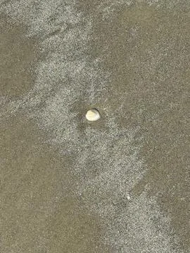 Seashell on the Beach Sand Stock Photos