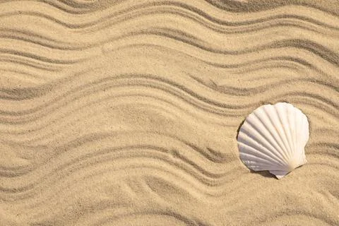 Seashell on beach sand with wave pattern, top view. Space for text Stock Photos