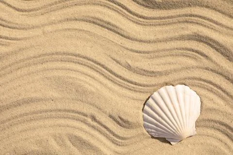 Seashell on beach sand with wave pattern, top view. Space for text Stock Photos