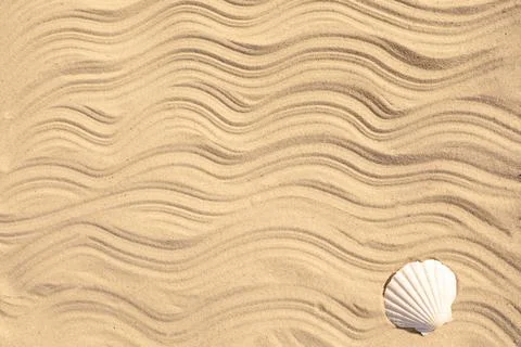 Seashell on beach sand with wave pattern, top view. Space for text Stock Photos