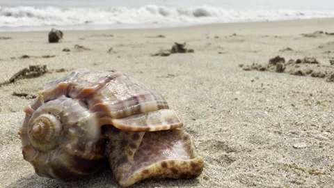 Seashell on the beach sand with waves on the background. Stock Footage 326982402