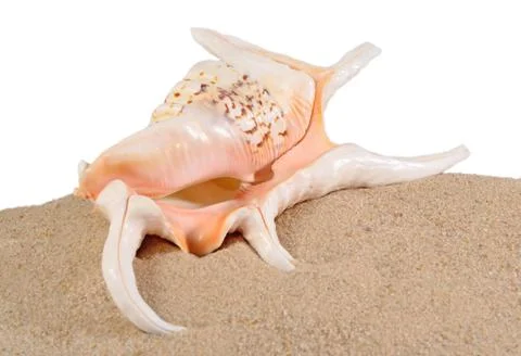 Seashell in beach sand on a white Stock Photos