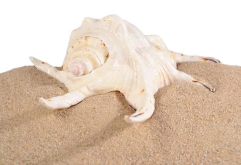 Seashell in beach sand on a white Stock Photos