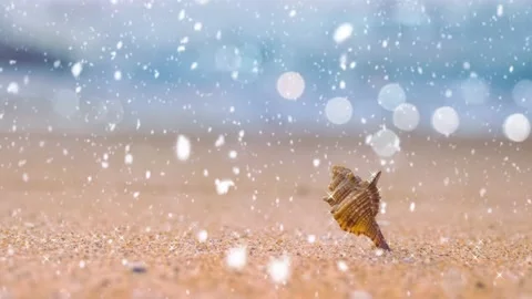 Seashell in the beach sand on the winter snow background of beach Stock Footage 142390422