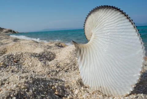 Seashell Beach Sea Stock Photos