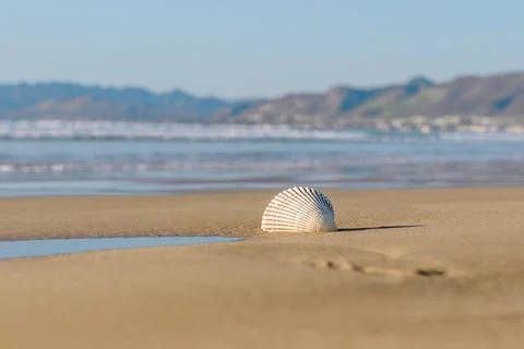 Seashell on the beach. Seascape background of empty sand beach, seashell, b.. Stock Photos