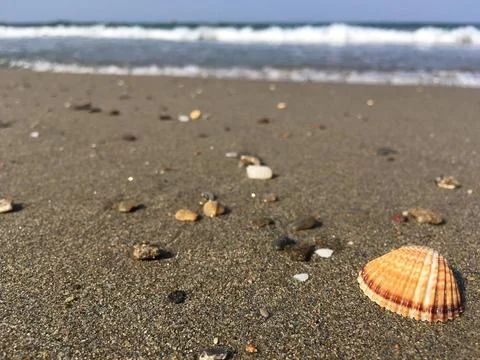 Seashell on the beach Seashell on the beach Copyright: xZoonar.com/ALTANxA... Stock Photos