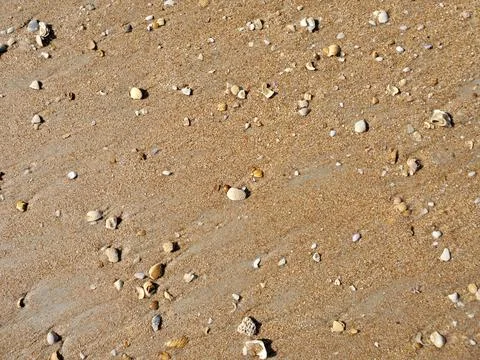 Seashell beach texture Stock Photos