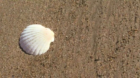 Seashell on beach V1 - HD Stock-Footage 844154