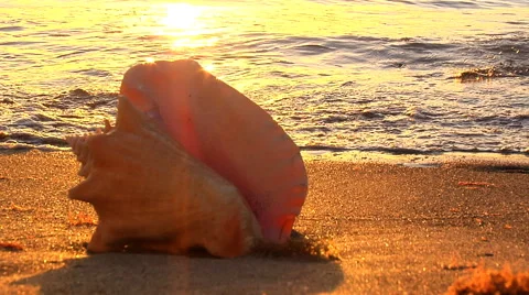 Seashell on beach, waves lap the shore, bare feet walk past, sunset Stock Footage 46371411