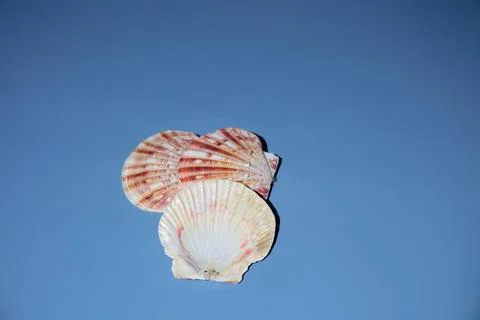 Seashell beautiful on a blue background Stock Photos