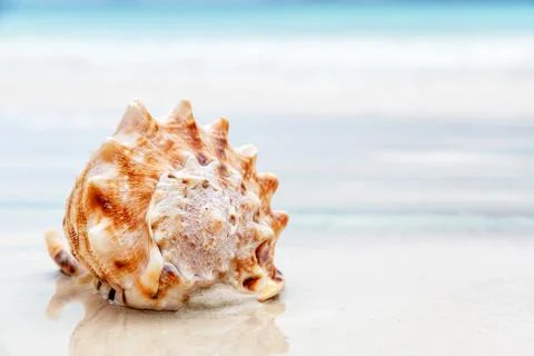 Seashell with a beautiful intricate pattern sits on the ocean beach Stock Photos