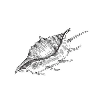 Seashell black and white engraved illustration vector illustration isolated. Illustrazione stock
