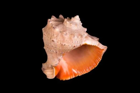 Seashell on black background Stock Photos
