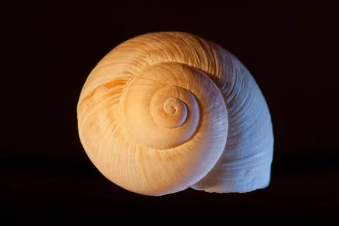 Seashell on Black Background Stock Photos