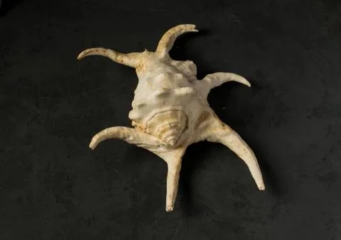 Seashell on a black background Stock Photos