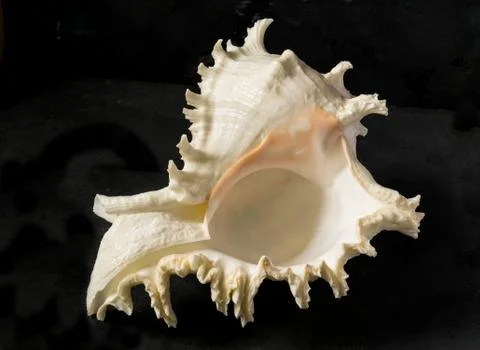 Seashell on a black background Stock Photos
