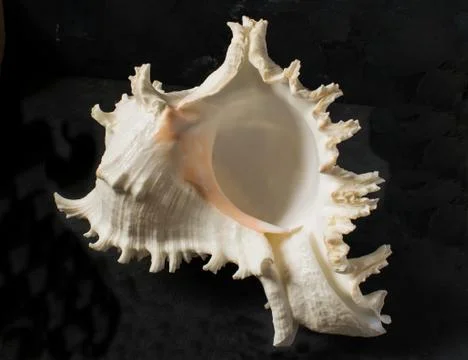 Seashell on a black background Stock Photos
