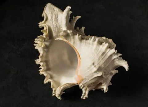 Seashell on a black background Stock Photos