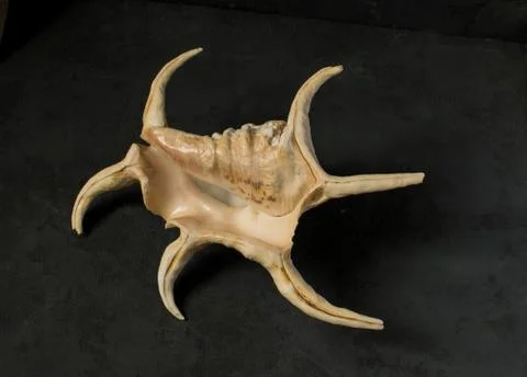 Seashell on a black background Stock Photos