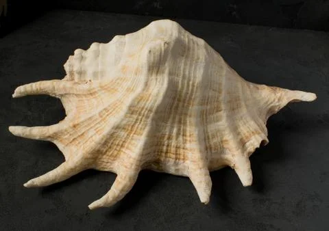 Seashell on a black background Stock Photos