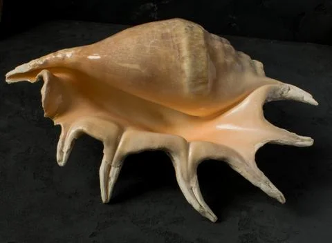 Seashell on a black background Stock Photos