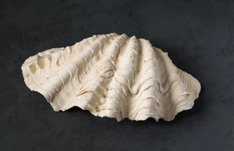 Seashell on a black background Stock Photos