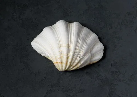 Seashell on a black background Stock-Fotos