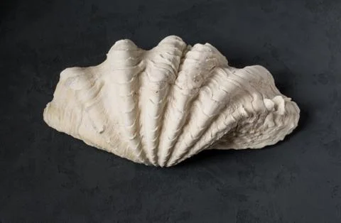 Seashell on a black background Stock Photos