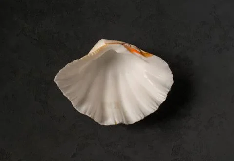 Seashell on a black background Stock Photos