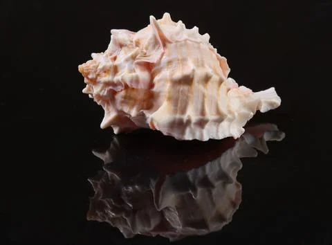 Seashell on a black background with reflection close up Stockfoto's